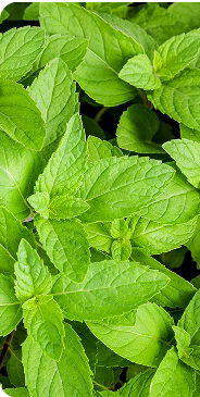 Peppermint Essential Oil